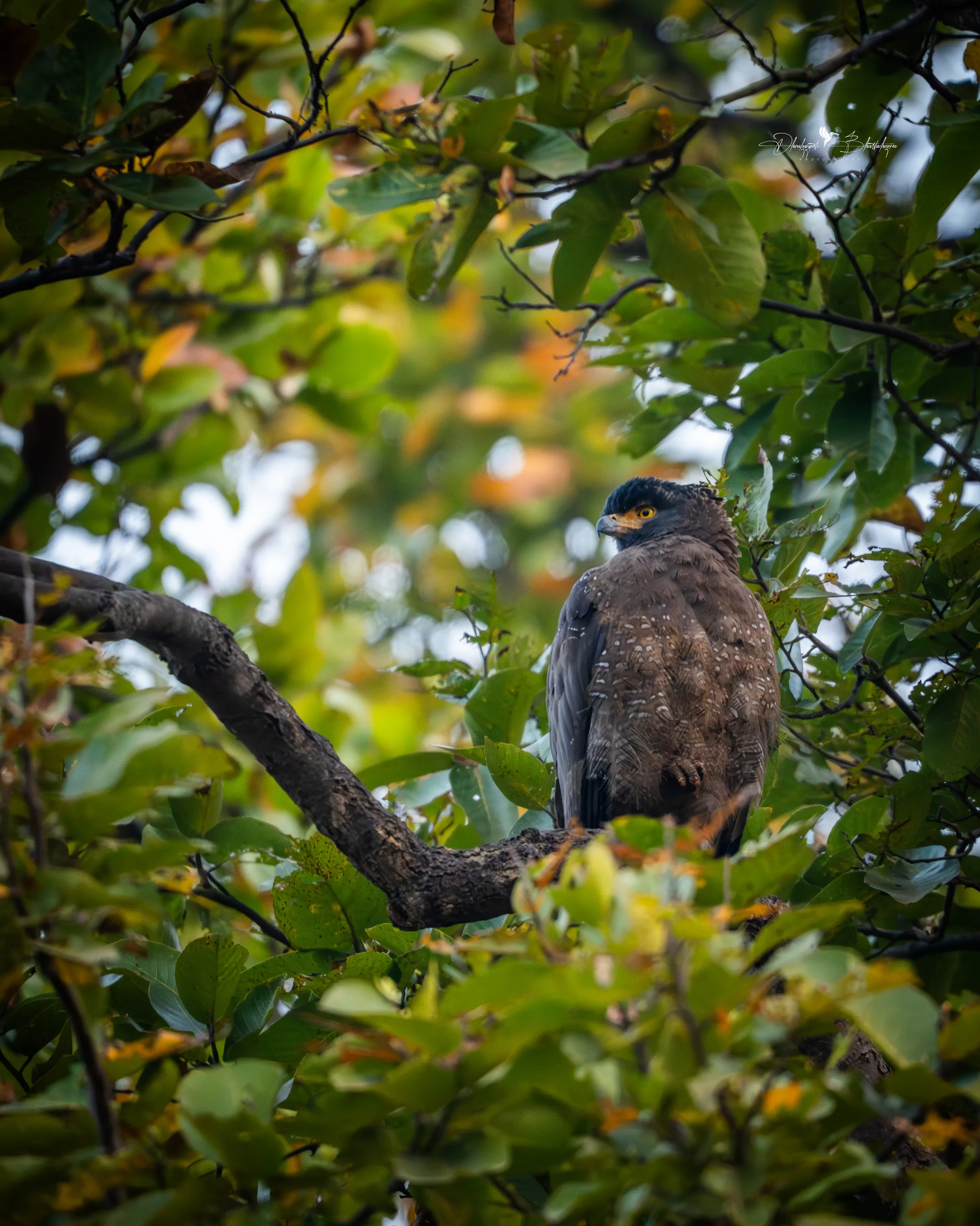 A crested serpent eagle perched on a branch among green leaves